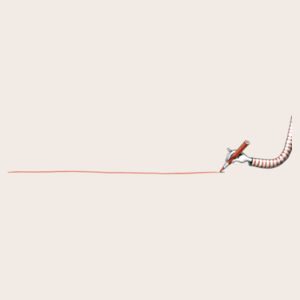 Red line Design